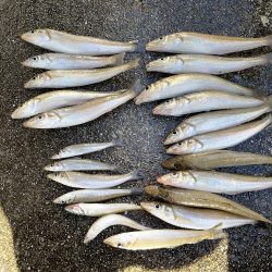 いつもより良型良好!今日もキス釣り!